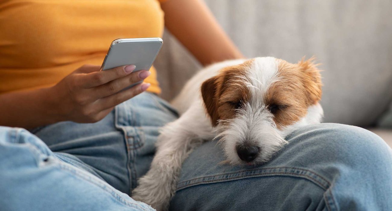 adorable-fluffy-jack-russel-dog-sleeping-on-owner-2022-12-16-06-33-00-utc